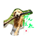 ばると（個別スタンプ：6）