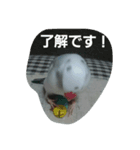 bird tiro2（個別スタンプ：1）