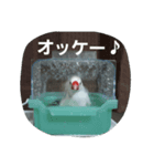 bird tiro2（個別スタンプ：2）