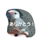 bird tiro2（個別スタンプ：3）