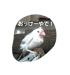 bird tiro2（個別スタンプ：4）