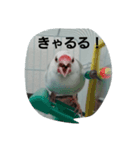 bird tiro2（個別スタンプ：5）