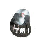 bird tiro2（個別スタンプ：7）