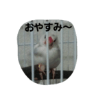 bird tiro2（個別スタンプ：8）
