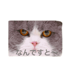 僕はムックです（個別スタンプ：1）