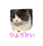 僕はムックです（個別スタンプ：4）