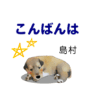島村さん用の名前スタンプ・子犬イラスト（個別スタンプ：20）