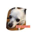 うちの愛犬ぷち 1（個別スタンプ：1）