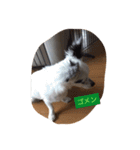 うちの愛犬ぷち 1（個別スタンプ：2）