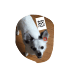 うちの愛犬ぷち 1（個別スタンプ：4）