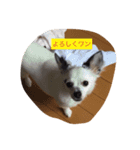うちの愛犬ぷち 1（個別スタンプ：5）