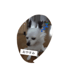 うちの愛犬ぷち 1（個別スタンプ：6）
