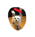 うちの愛犬ぷち 1（個別スタンプ：8）