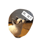 うちの愛犬ぷち 1（個別スタンプ：9）