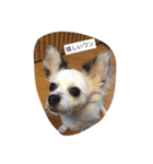 うちの愛犬ぷち 1（個別スタンプ：10）