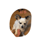 うちの愛犬ぷち 1（個別スタンプ：11）