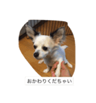 うちの愛犬ぷち 1（個別スタンプ：12）