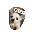 うちの愛犬ぷち 1（個別スタンプ：14）