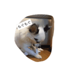 うちの愛犬ぷち 1（個別スタンプ：15）