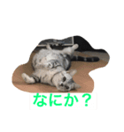 アメショの日常（個別スタンプ：4）
