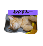 アメショの日常（個別スタンプ：5）