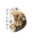 アメショの日常（個別スタンプ：7）