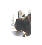phantom of frenchbulldog（個別スタンプ：5）