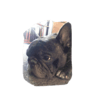 phantom of frenchbulldog（個別スタンプ：6）