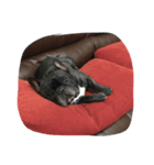 phantom of frenchbulldog（個別スタンプ：7）