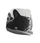 phantom of frenchbulldog（個別スタンプ：8）