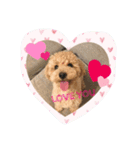 犬だけど、くま。（個別スタンプ：3）