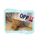 犬だけど、くま。（個別スタンプ：8）