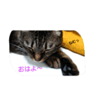kurosawasan（個別スタンプ：3）