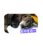 kurosawasan（個別スタンプ：4）