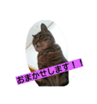 kurosawasan（個別スタンプ：12）