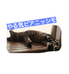 kurosawasan（個別スタンプ：16）