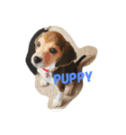 びーぐる犬 ココ（個別スタンプ：1）