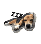 びーぐる犬 ココ（個別スタンプ：2）