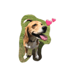 びーぐる犬 ココ（個別スタンプ：3）
