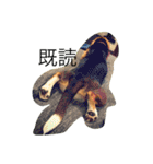 びーぐる犬 ココ（個別スタンプ：4）