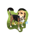 びーぐる犬 ココ（個別スタンプ：5）