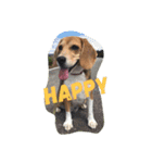 びーぐる犬 ココ（個別スタンプ：6）