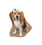 びーぐる犬 ココ（個別スタンプ：7）