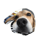 びーぐる犬 ココ（個別スタンプ：8）