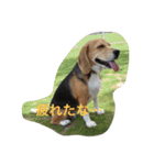 びーぐる犬 ココ（個別スタンプ：9）