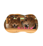 びーぐる犬 ココ（個別スタンプ：10）