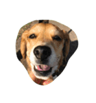 びーぐる犬 ココ（個別スタンプ：11）