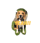 びーぐる犬 ココ（個別スタンプ：12）