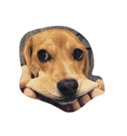 びーぐる犬 ココ（個別スタンプ：14）