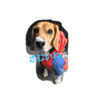 びーぐる犬 ココ（個別スタンプ：17）